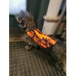 Turvavest koerale, väike, oraanz